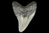 Fossil Megalodon Tooth - North Carolina #92436-1